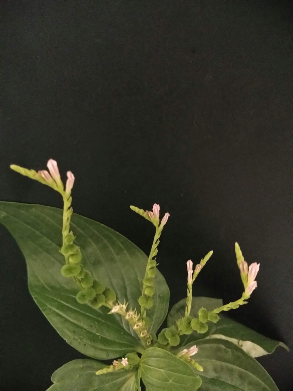 a close up of a plant with green leaves