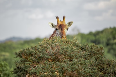 a giraffe standing on top of a lush green field