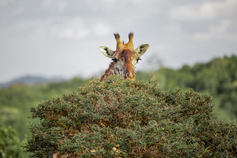 Eine Giraffe auf einem saftig grünen Feld