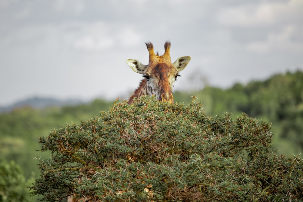 Una giraffa in piedi in cima a un campo verde lussureggiante