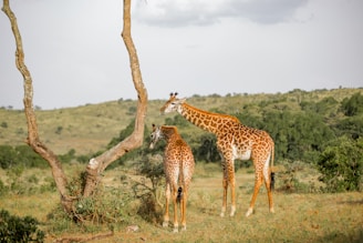 a couple of giraffe standing on top of a grass covered field