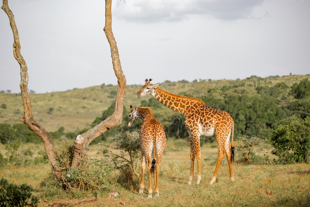 a couple of giraffe standing on top of a grass covered field