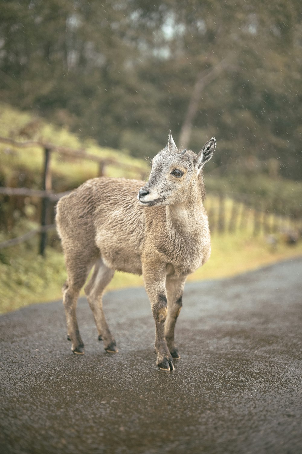 a small goat standing on a road next to a fence