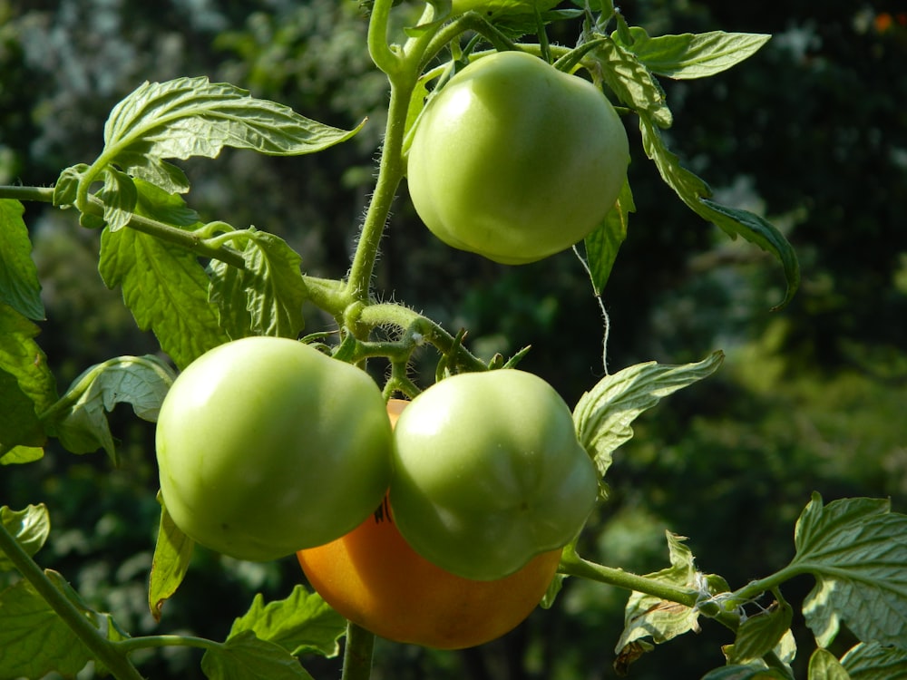 a close up of some green tomatoes on a plant