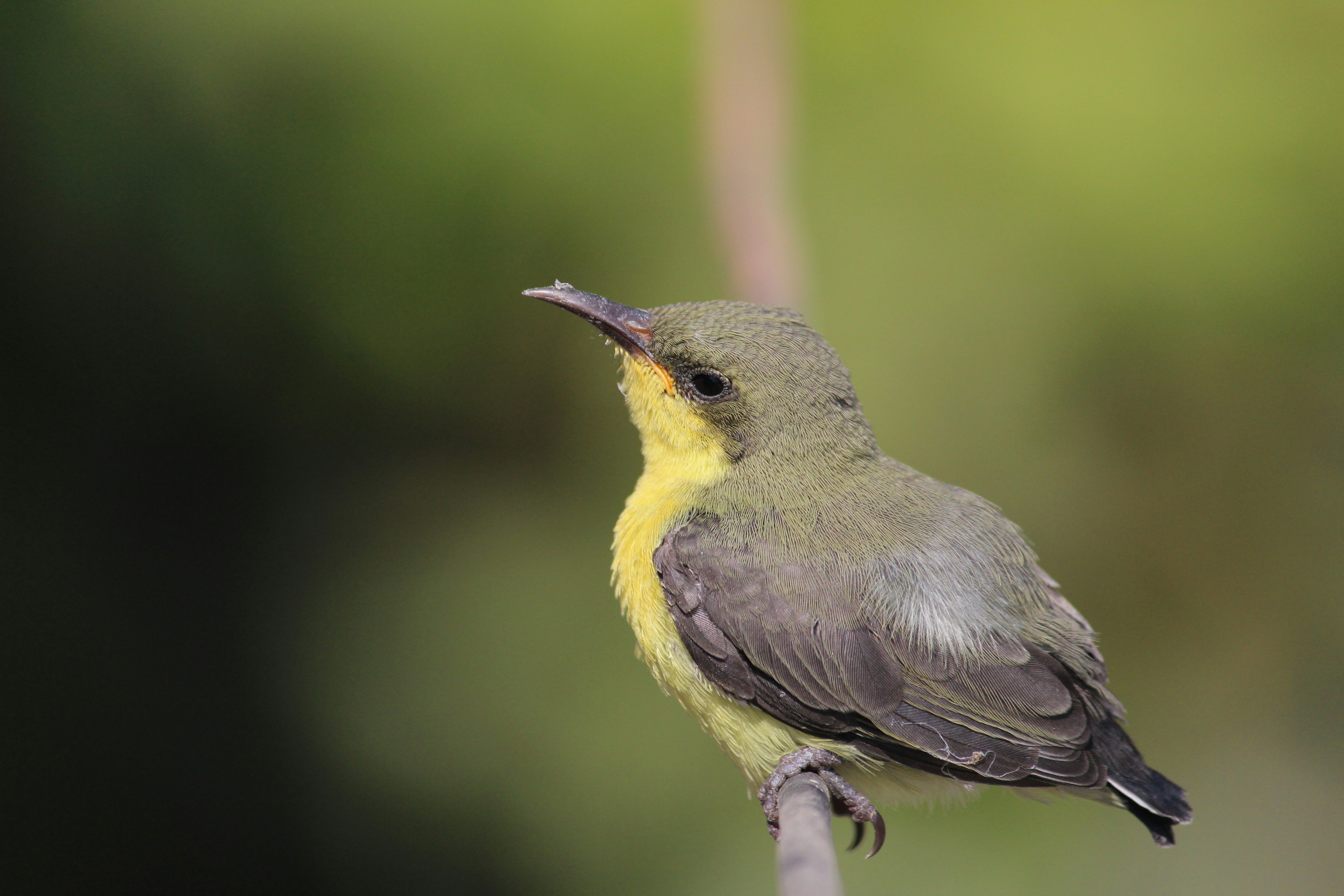 Photo by srini2srinivas