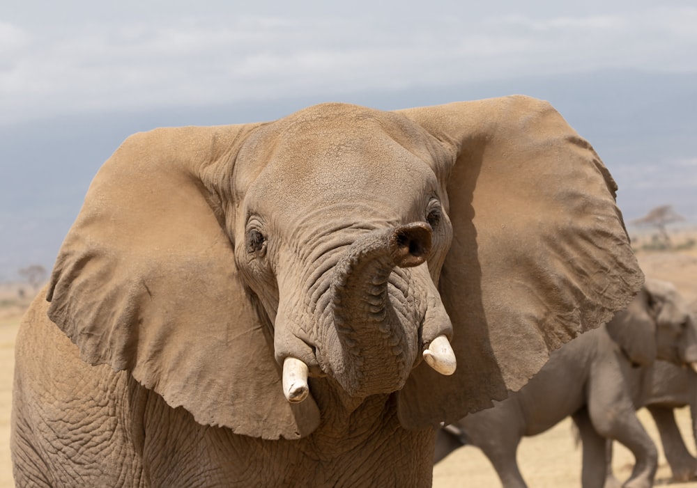 un gros plan d’un éléphant avec d’autres éléphants en arrière-plan