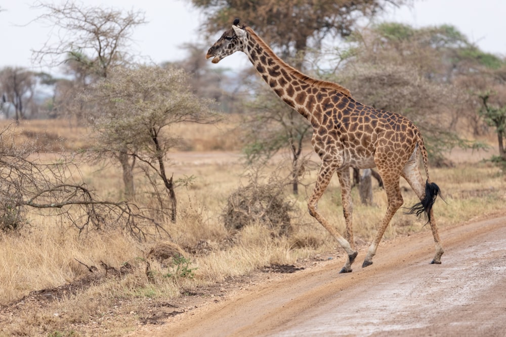 a giraffe crossing a dirt road in the wild