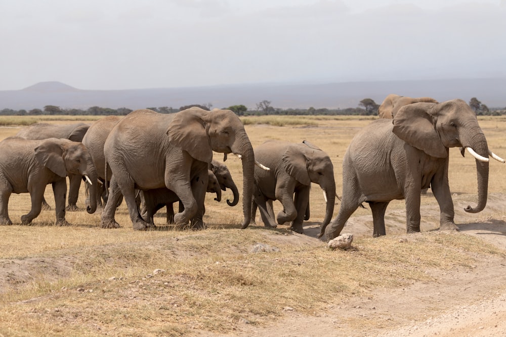 乾いた草原を歩く象の群れ