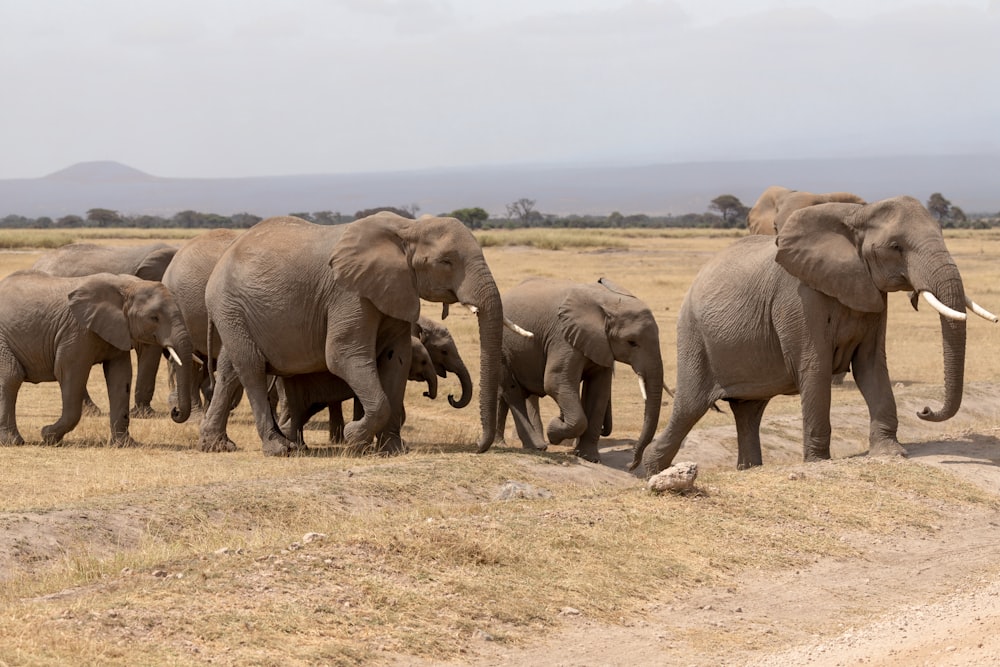 a herd of elephants walking across a dry grass field