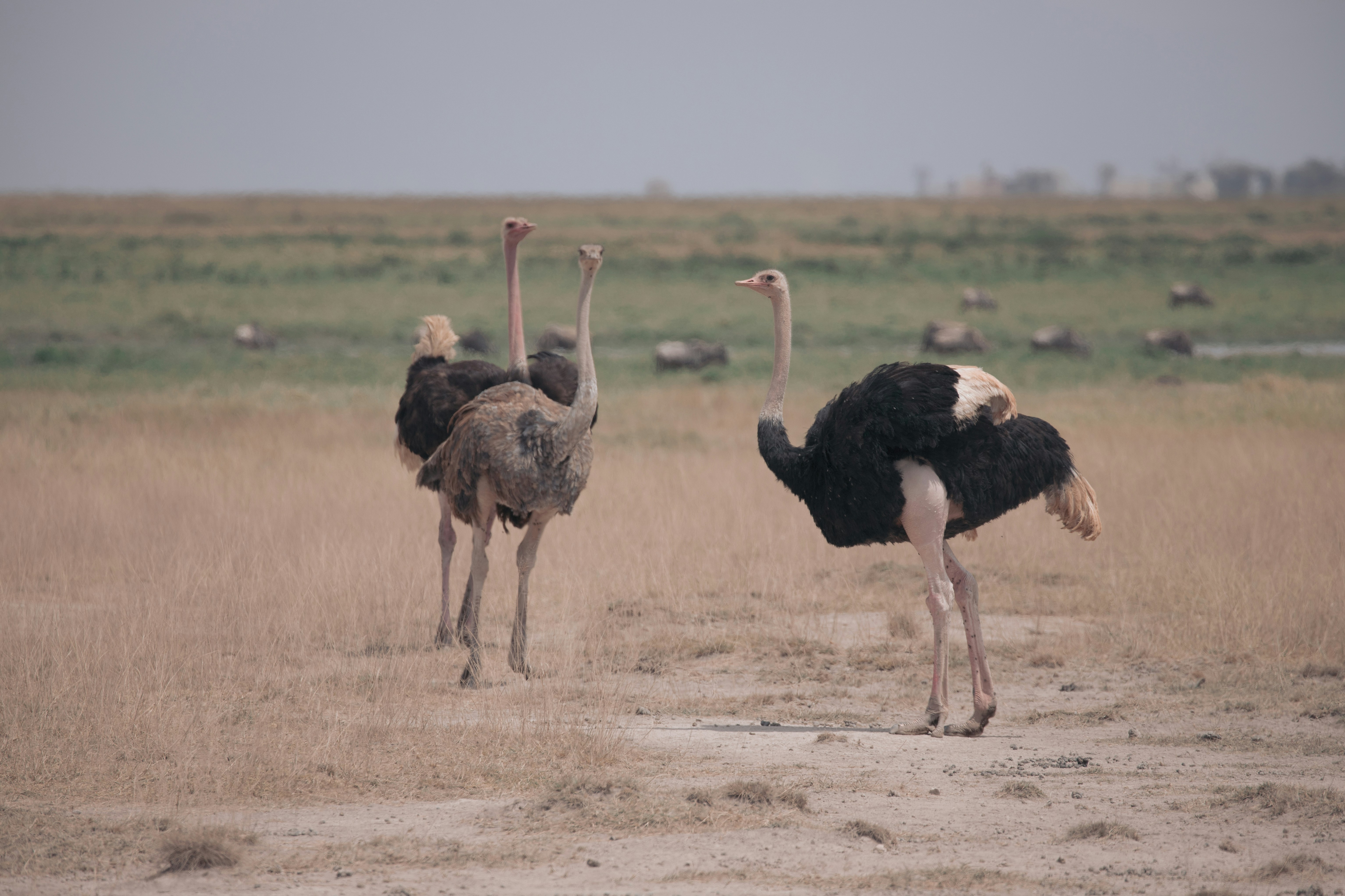two ostriches standing in the middle of a field - Amboseli