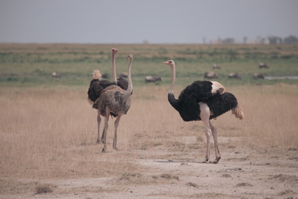 two ostriches standing in the middle of a field
