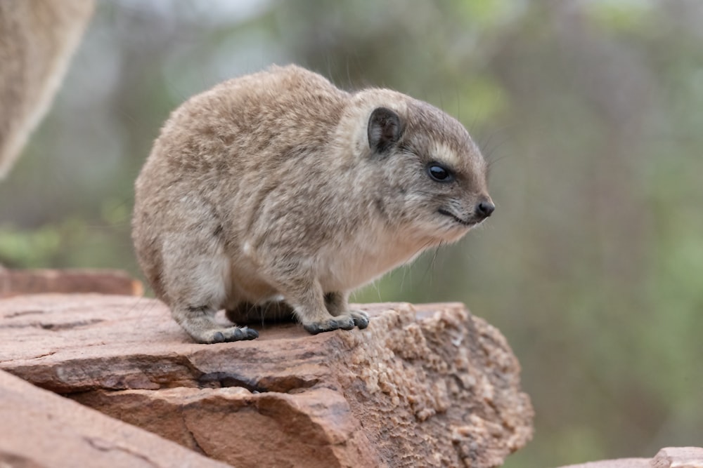 a small animal standing on top of a rock