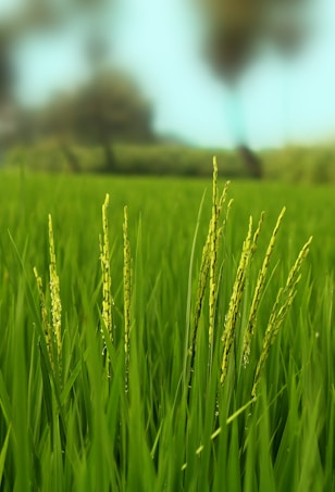 A field of lush green rice plants with several stalks prominently standing, displaying the unripe rice grains swaying gently. The background is softly blurred, suggesting more greenery and possibly trees in the distance.