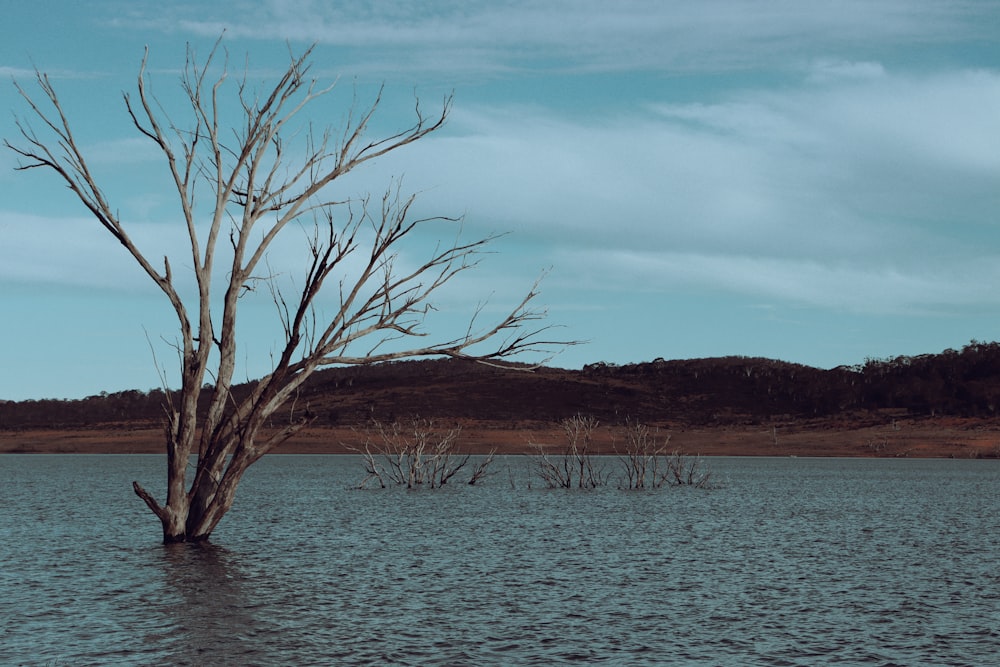 a dead tree in the middle of a lake