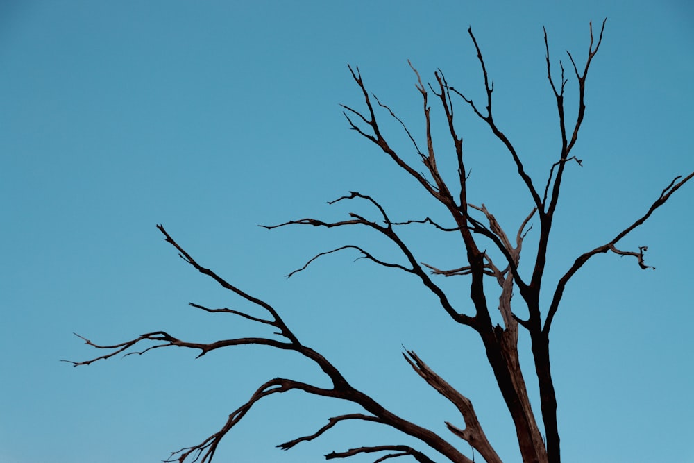 a bare tree with no leaves against a blue sky