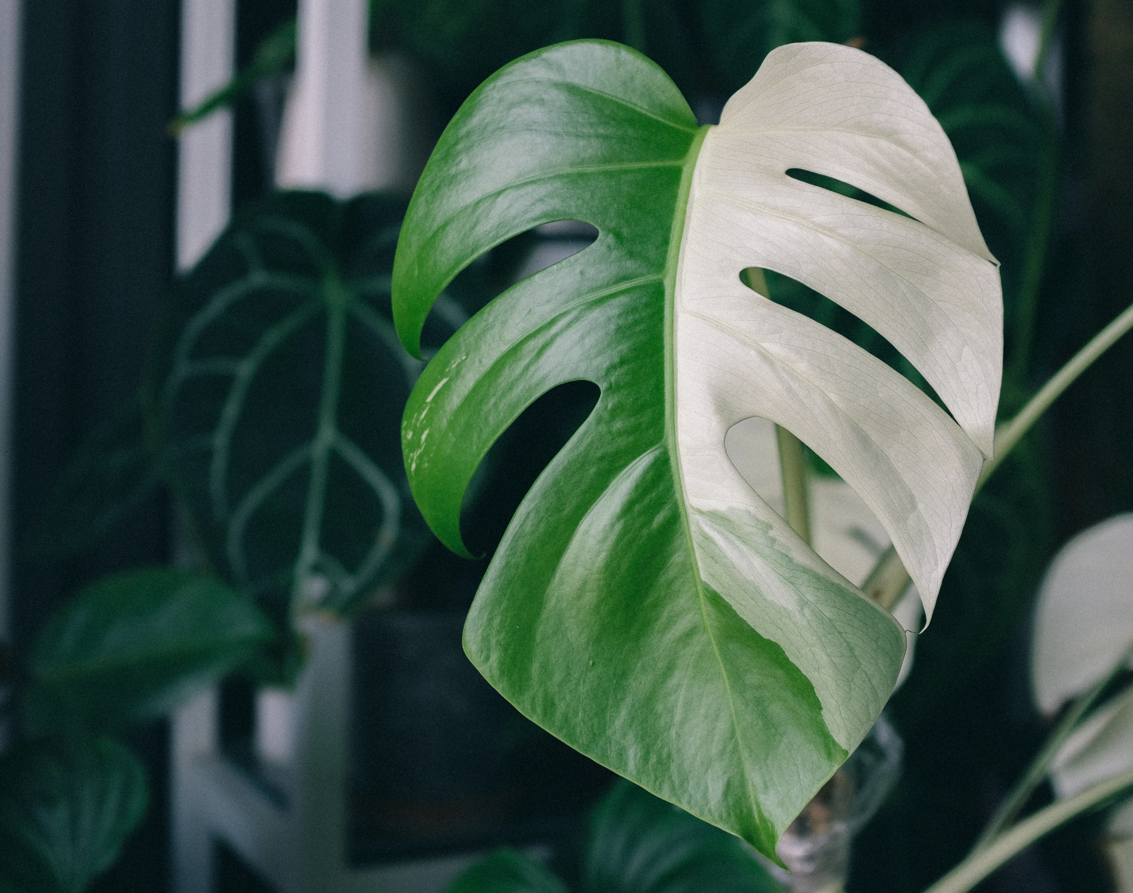 White-variegated monstera leaf