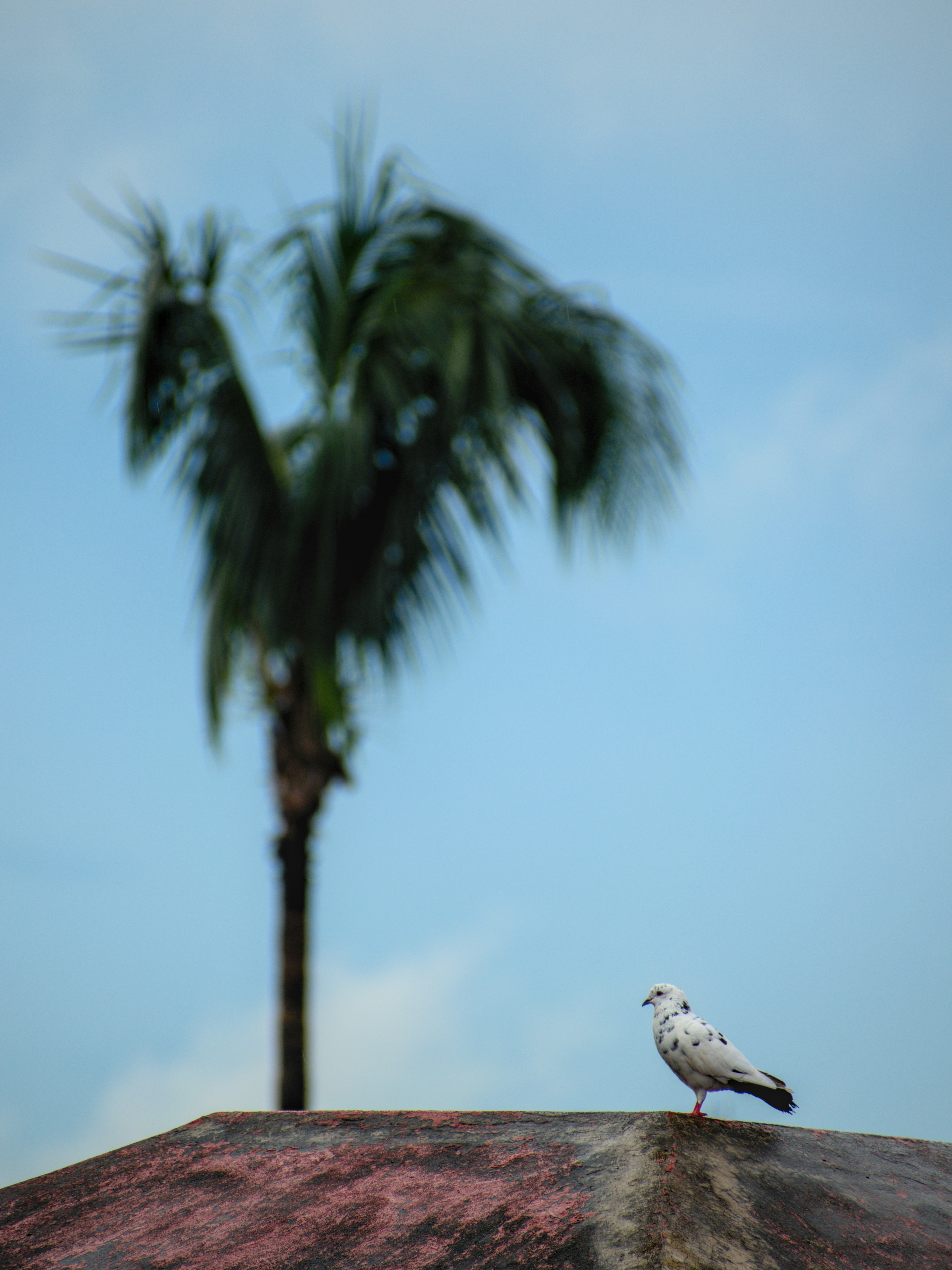 um pássaro sentado em cima de um telhado ao lado de uma palmeira