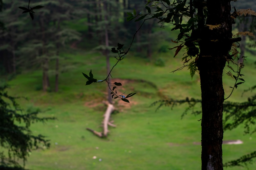 a green field with trees and a bird flying in the air