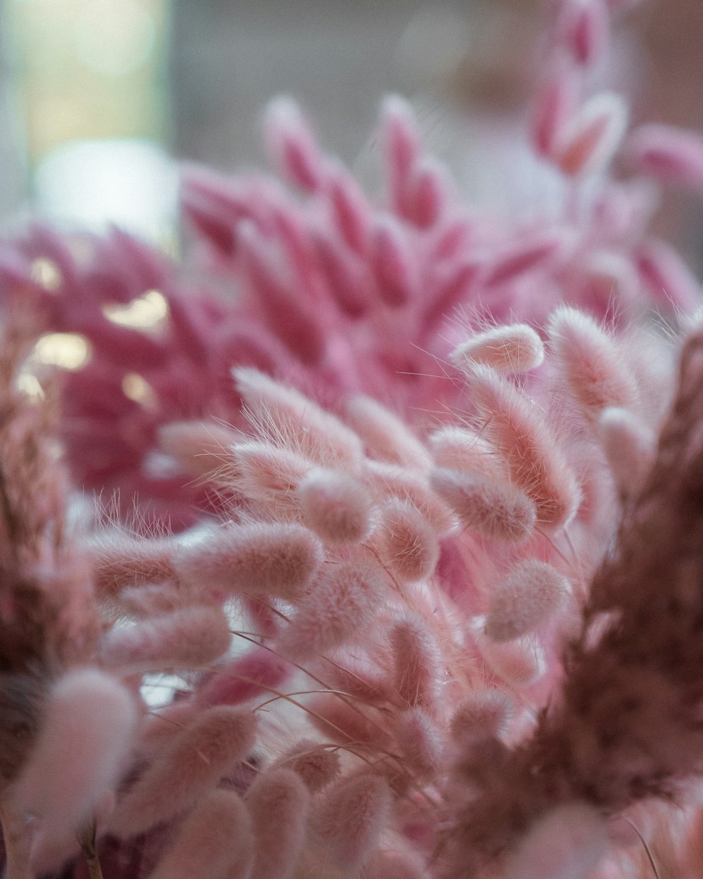 a close up of a bunch of pink flowers