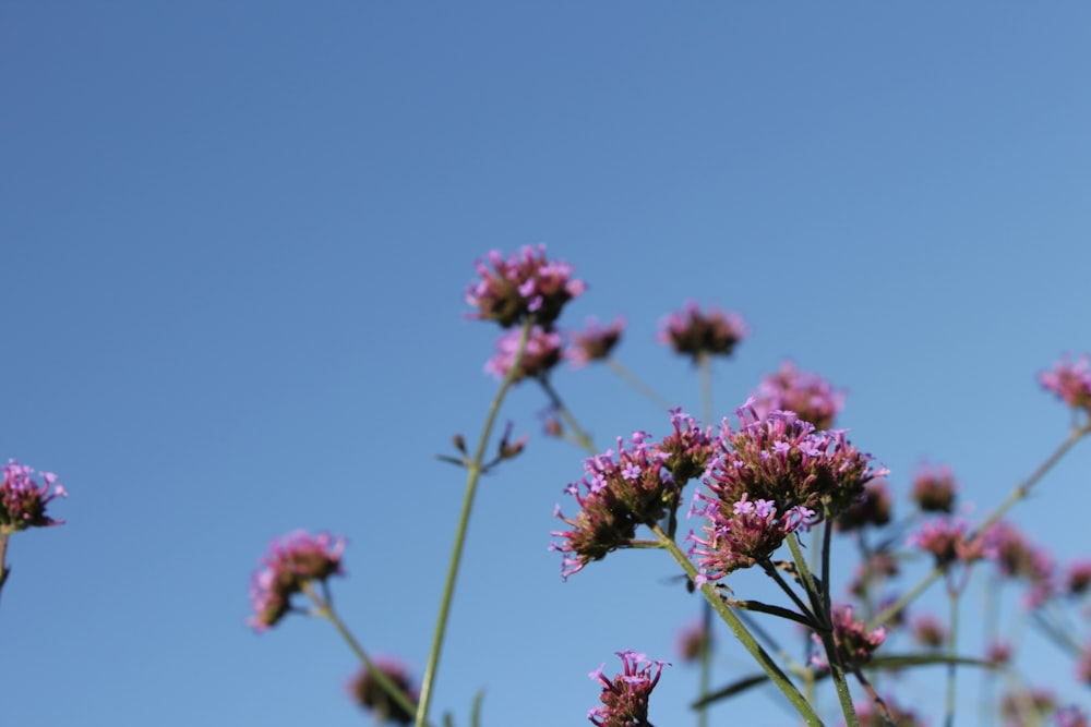 a bunch of purple flowers with a blue sky in the background