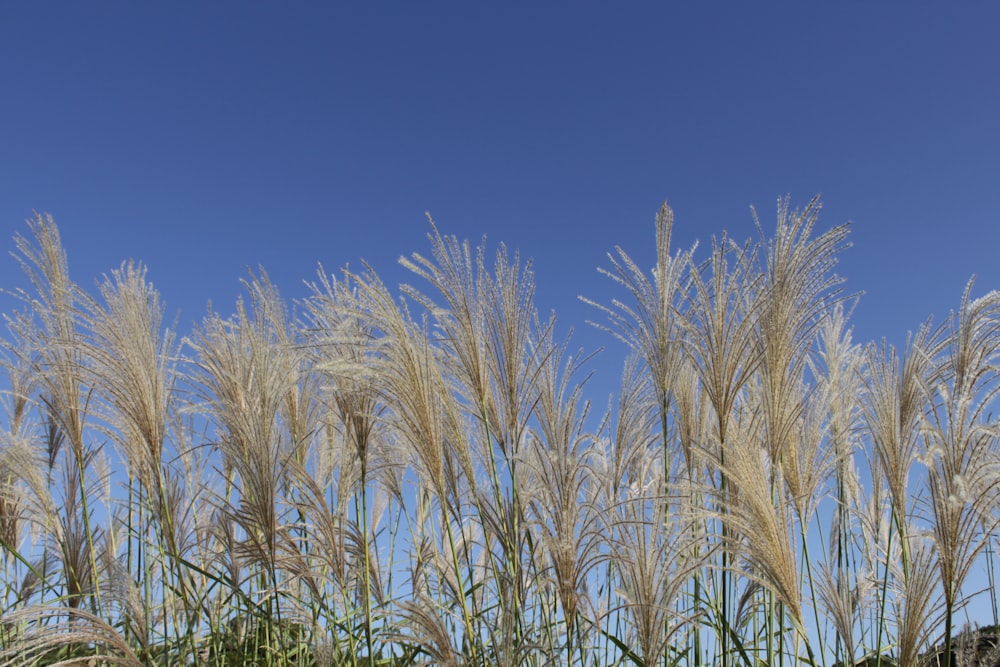 a field of tall grass with a blue sky in the background