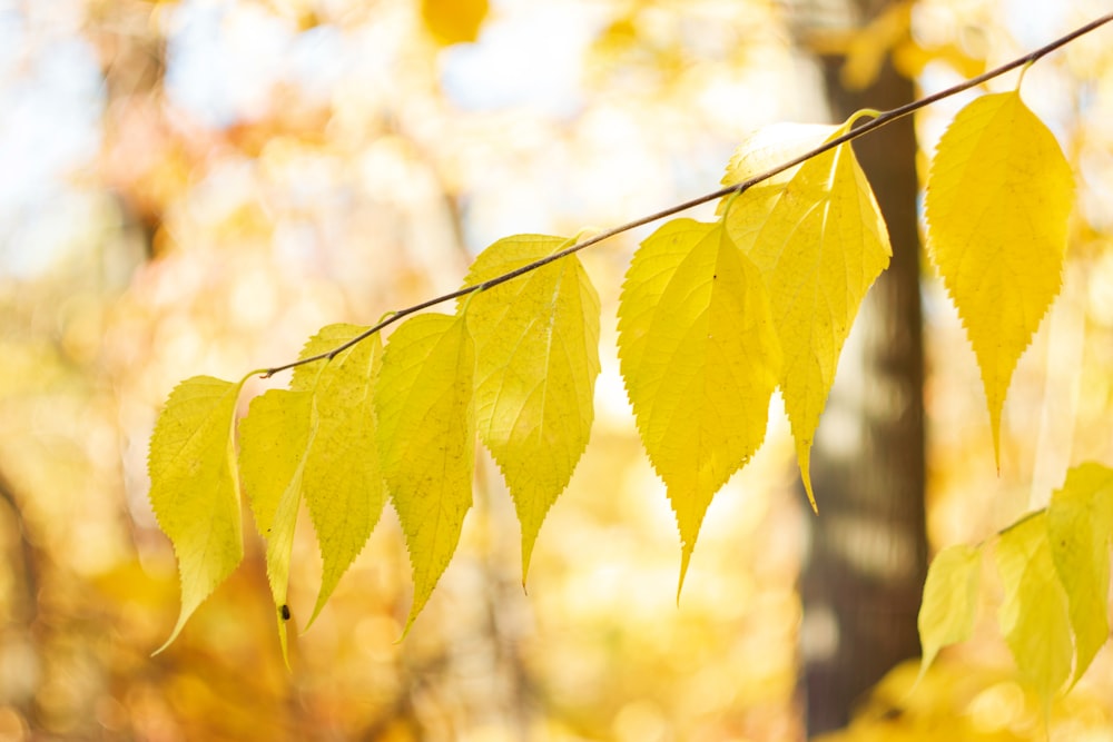 a branch with yellow leaves hanging from it