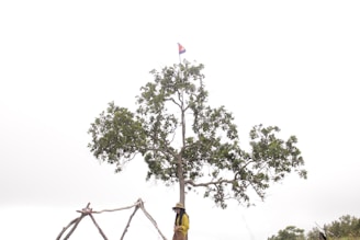 A tall tree stands with lush green leaves and a flag at the top. Below, a person wearing a yellow jacket and a wide-brimmed hat is positioned. The background is overcast with a cloudy sky, and there is a structure made of wooden logs with ropes attached.