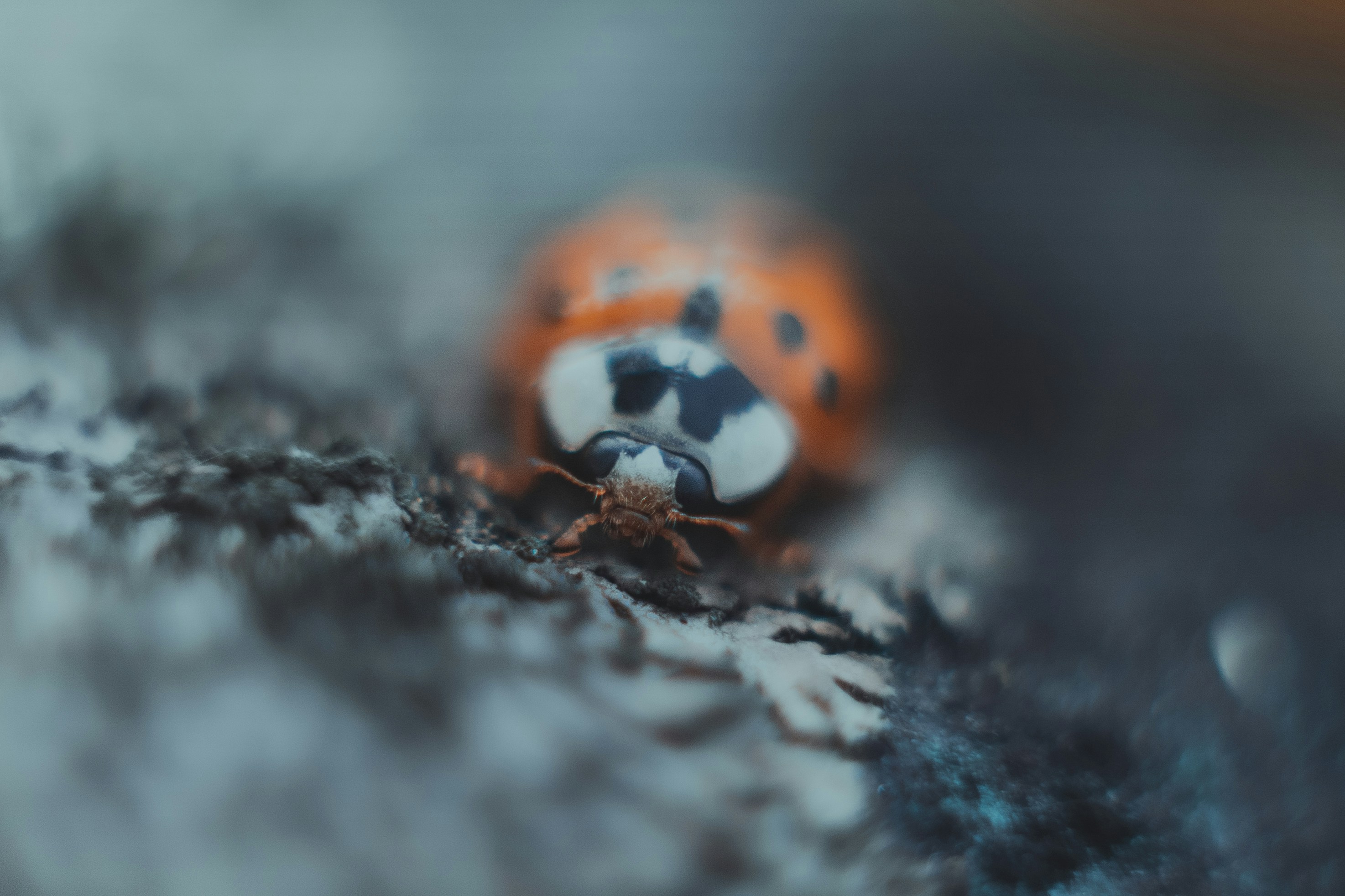 Un primo piano di una coccinella su una roccia