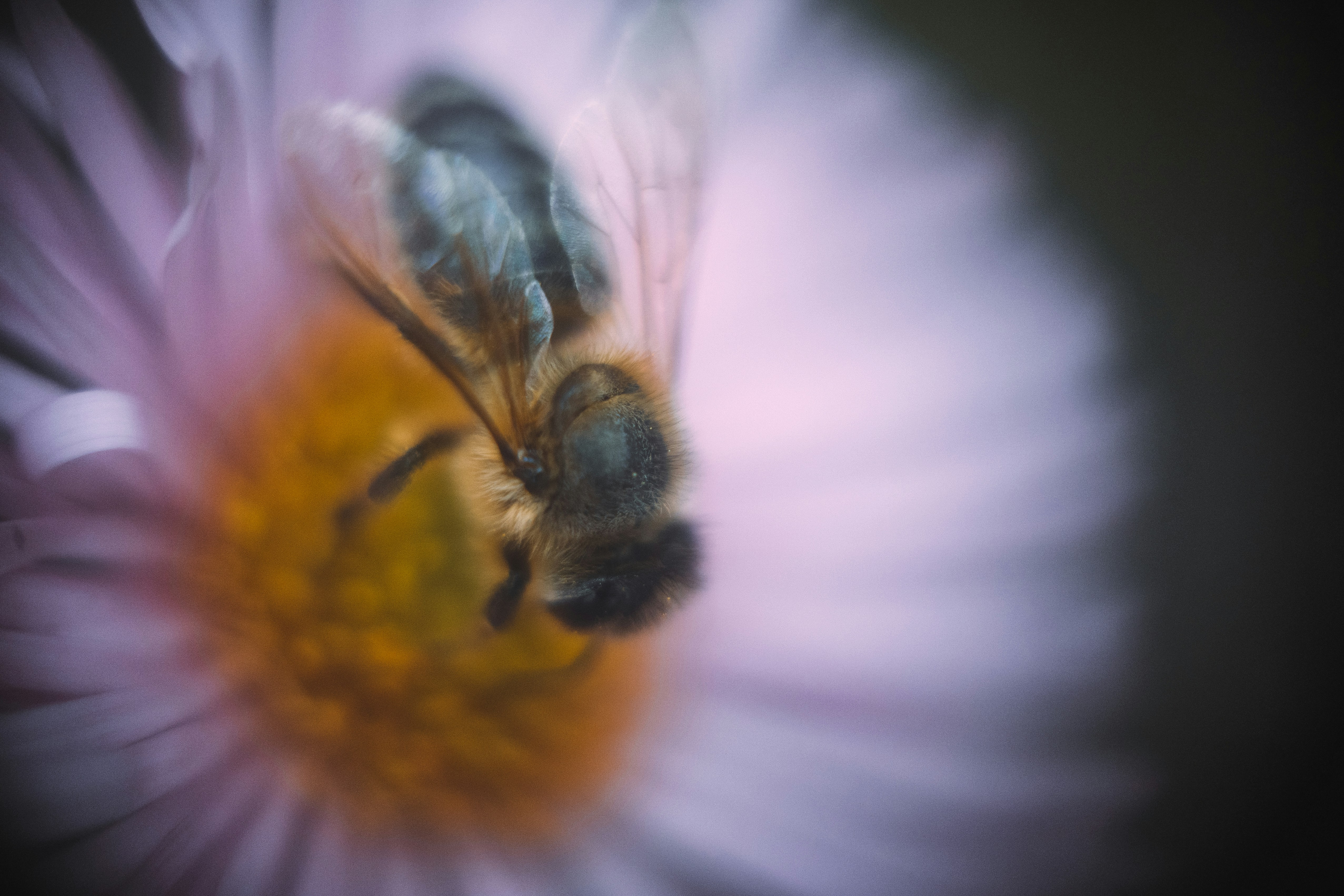 Un primo piano di un'ape su un fiore