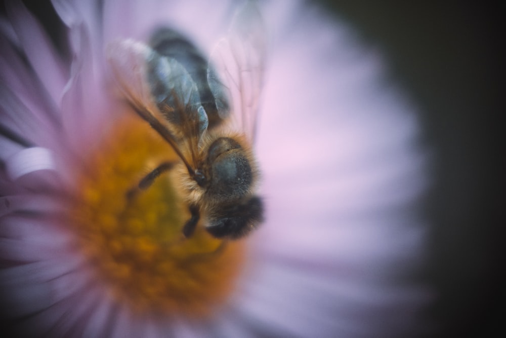 a close up of a bee on a flower