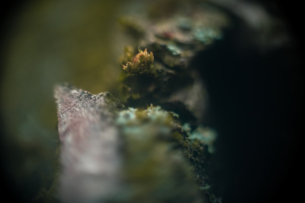 a blurry image of a plant growing out of a rock