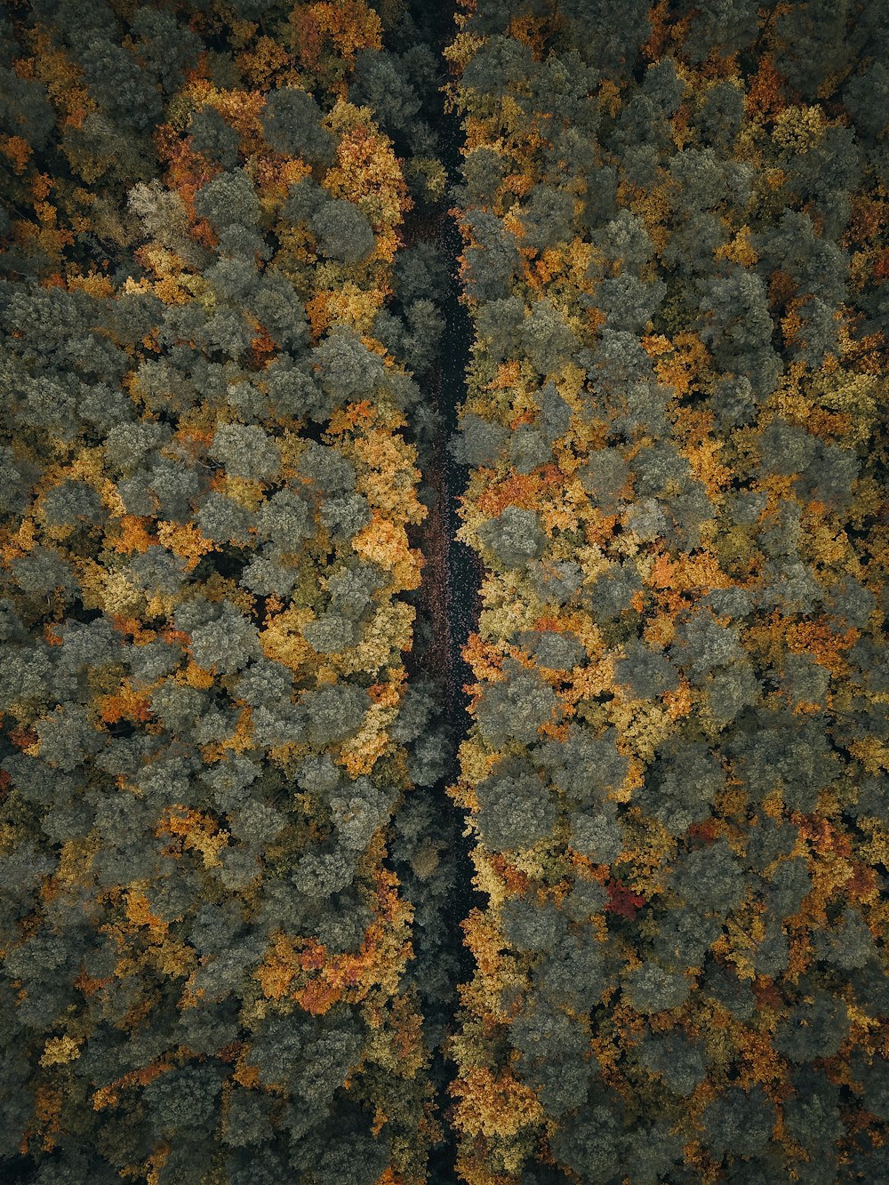 an aerial view of a forest in autumn