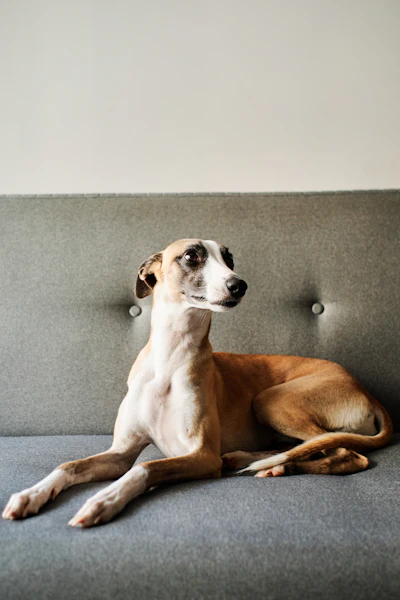 Tansy, a fawn-and-white Whippet with a white face, lying on a gray sofa