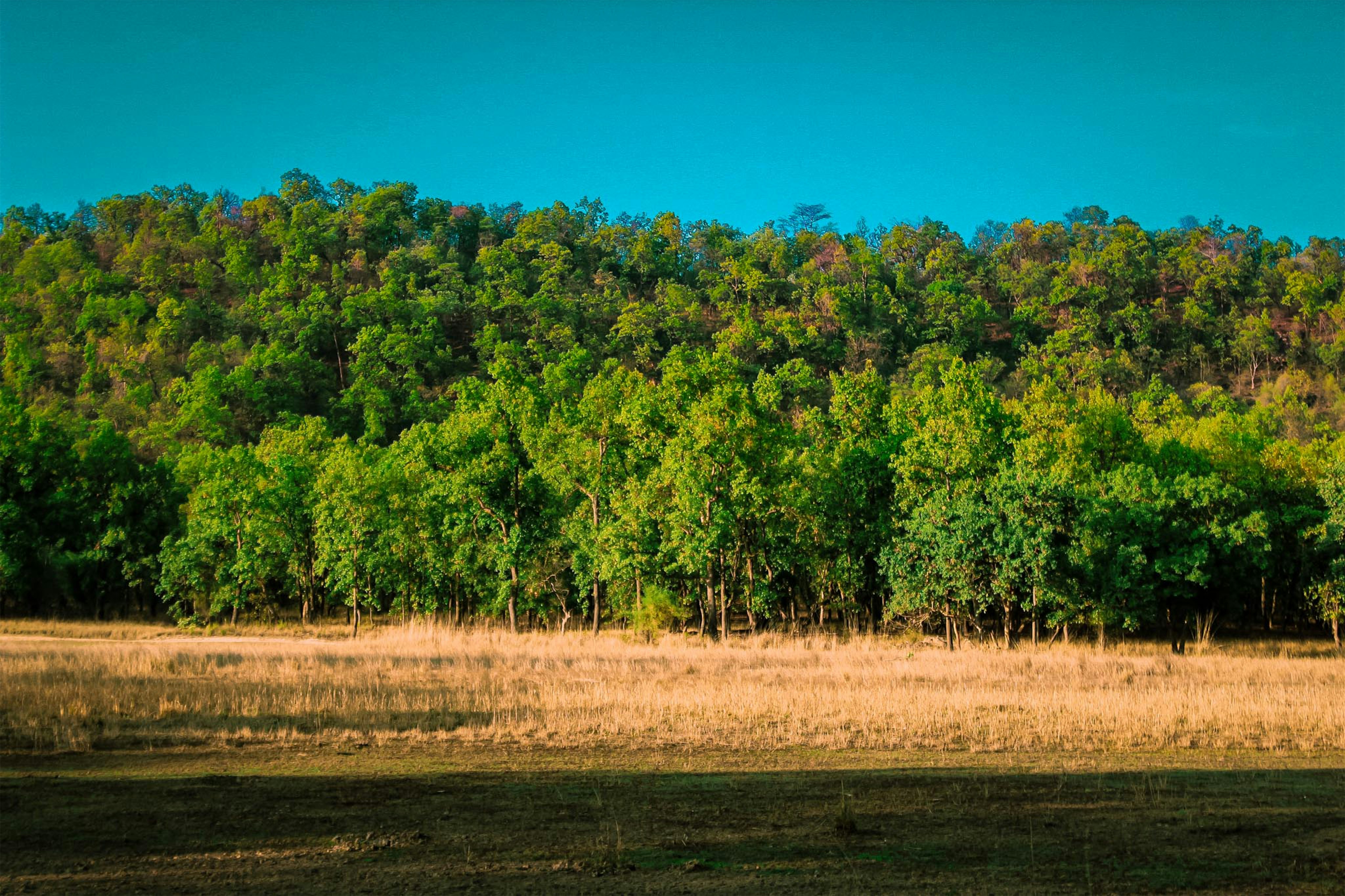 a field with trees in the background and grass in the foreground