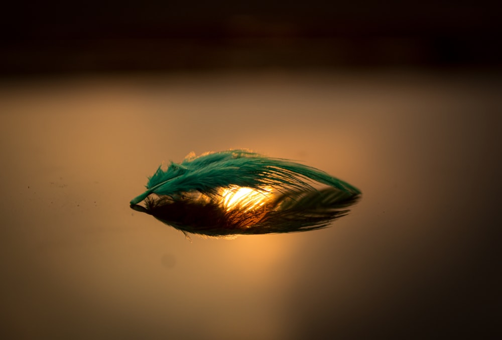 a feather floating on top of a body of water