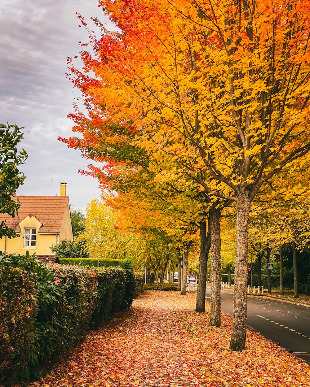 Une rue bordée de nombreux arbres couverts de feuilles