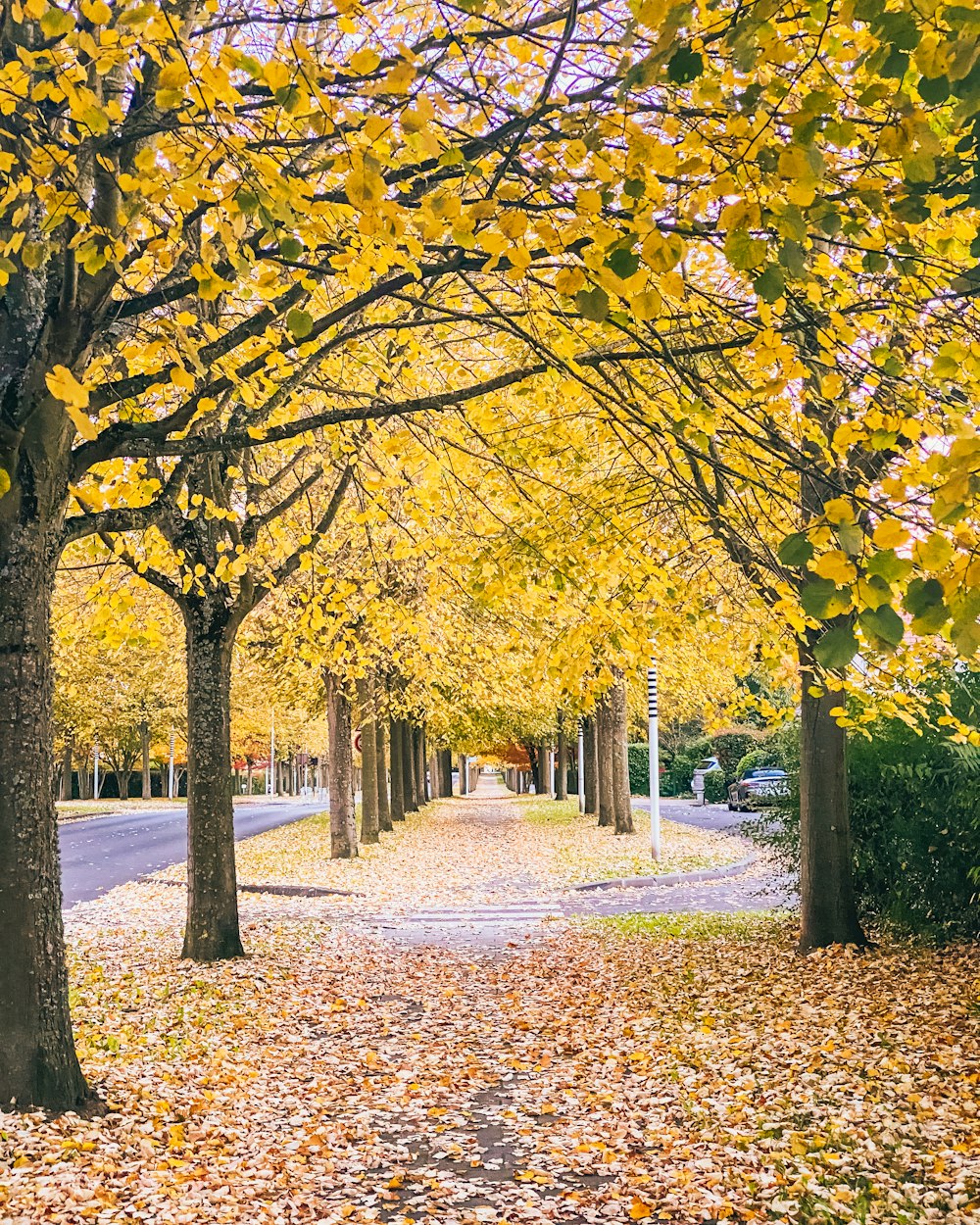 une rue bordée d’arbres avec des feuilles jaunes au sol