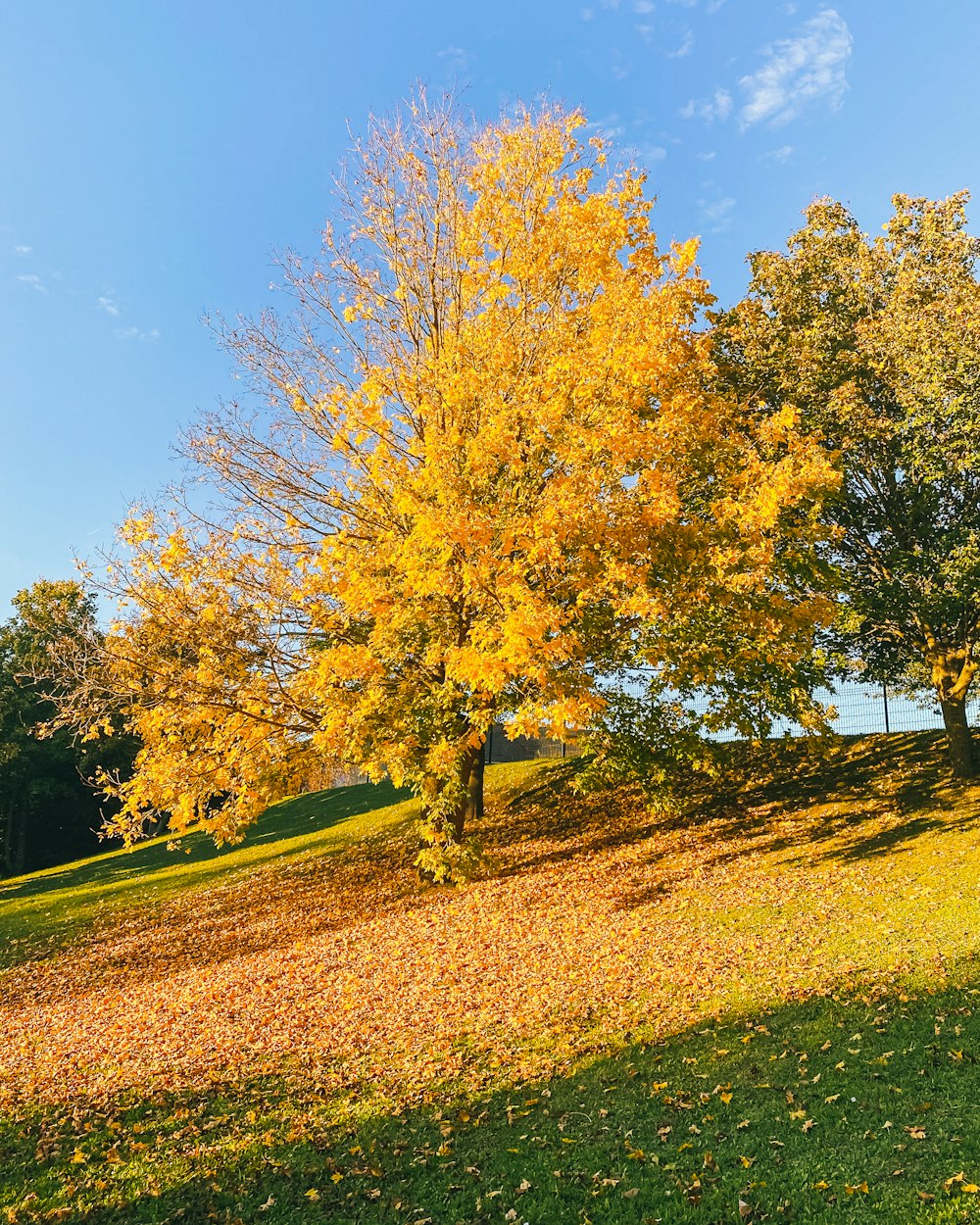 a tree with yellow leaves in a park