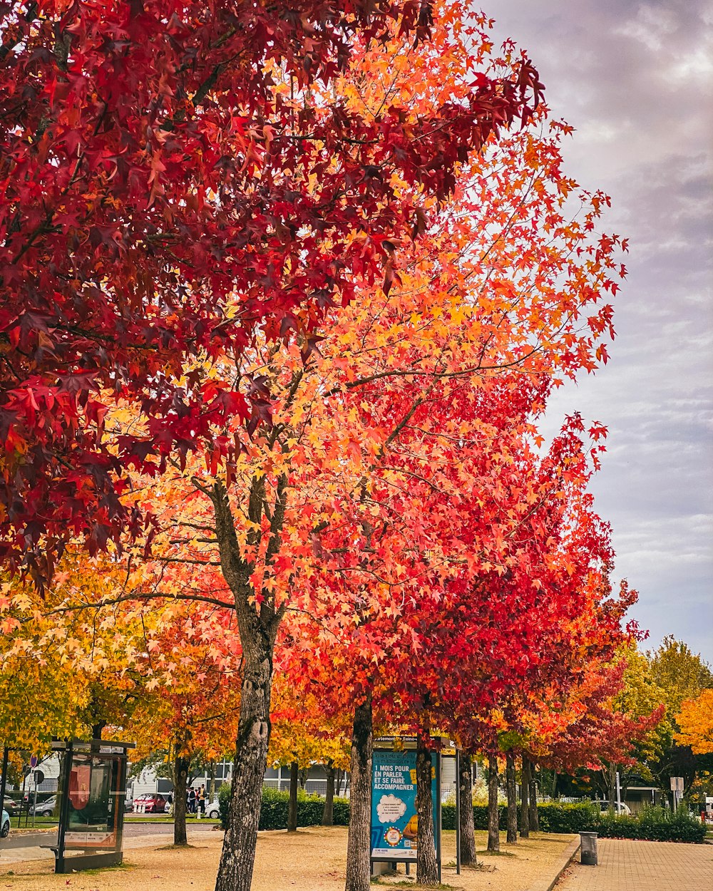 a row of trees with red and yellow leaves