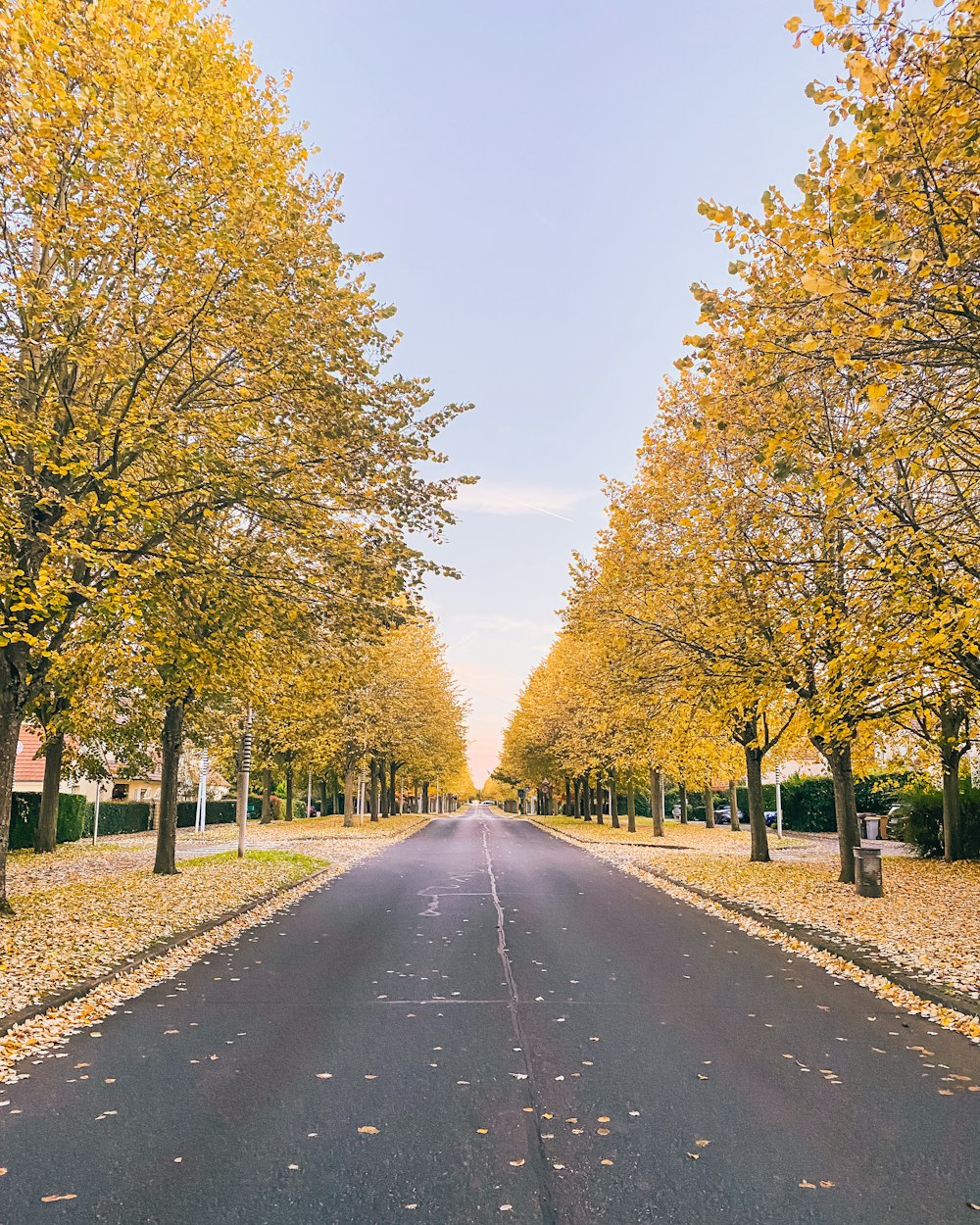 a street lined with trees with yellow leaves
