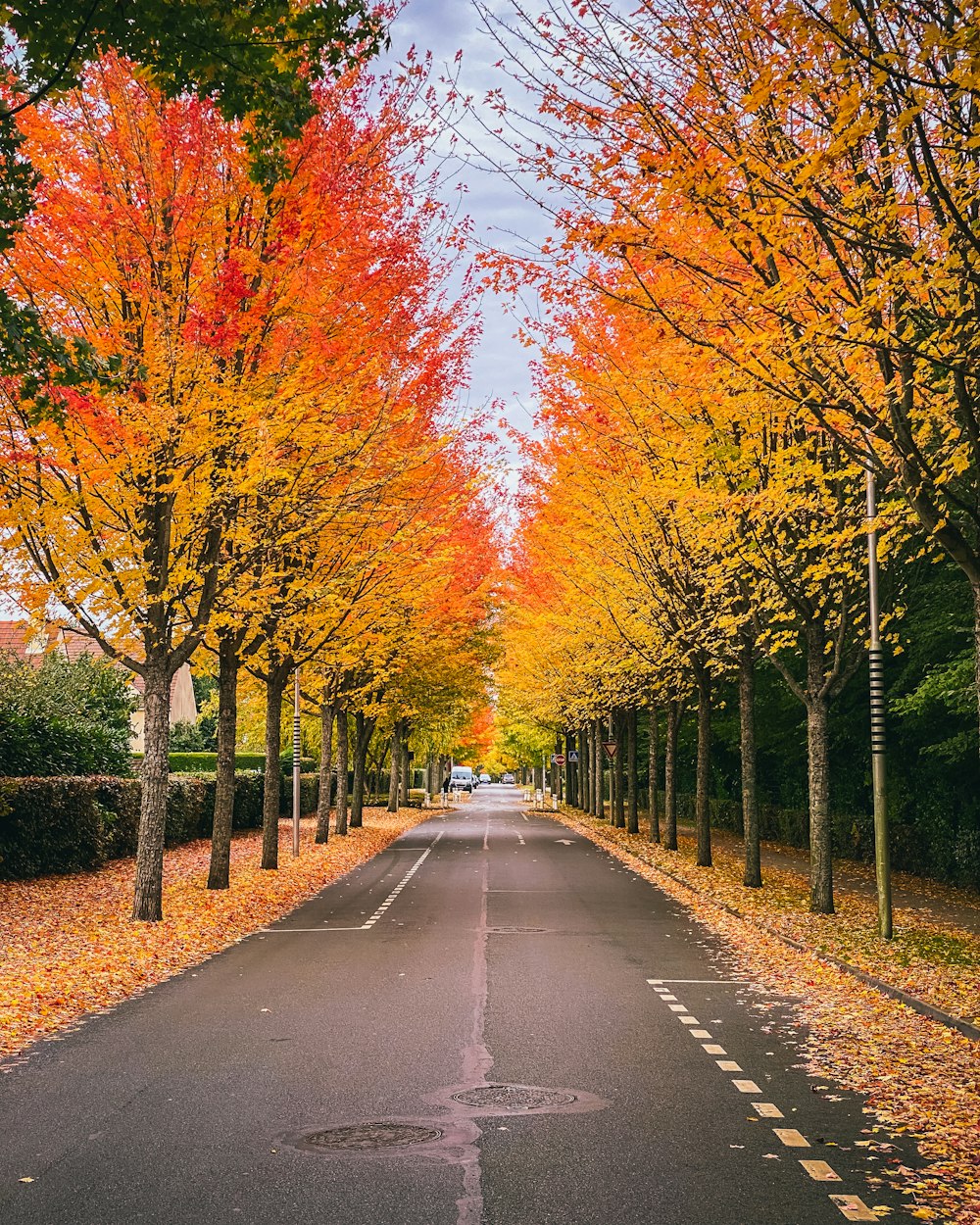 a street lined with trees with orange and yellow leaves