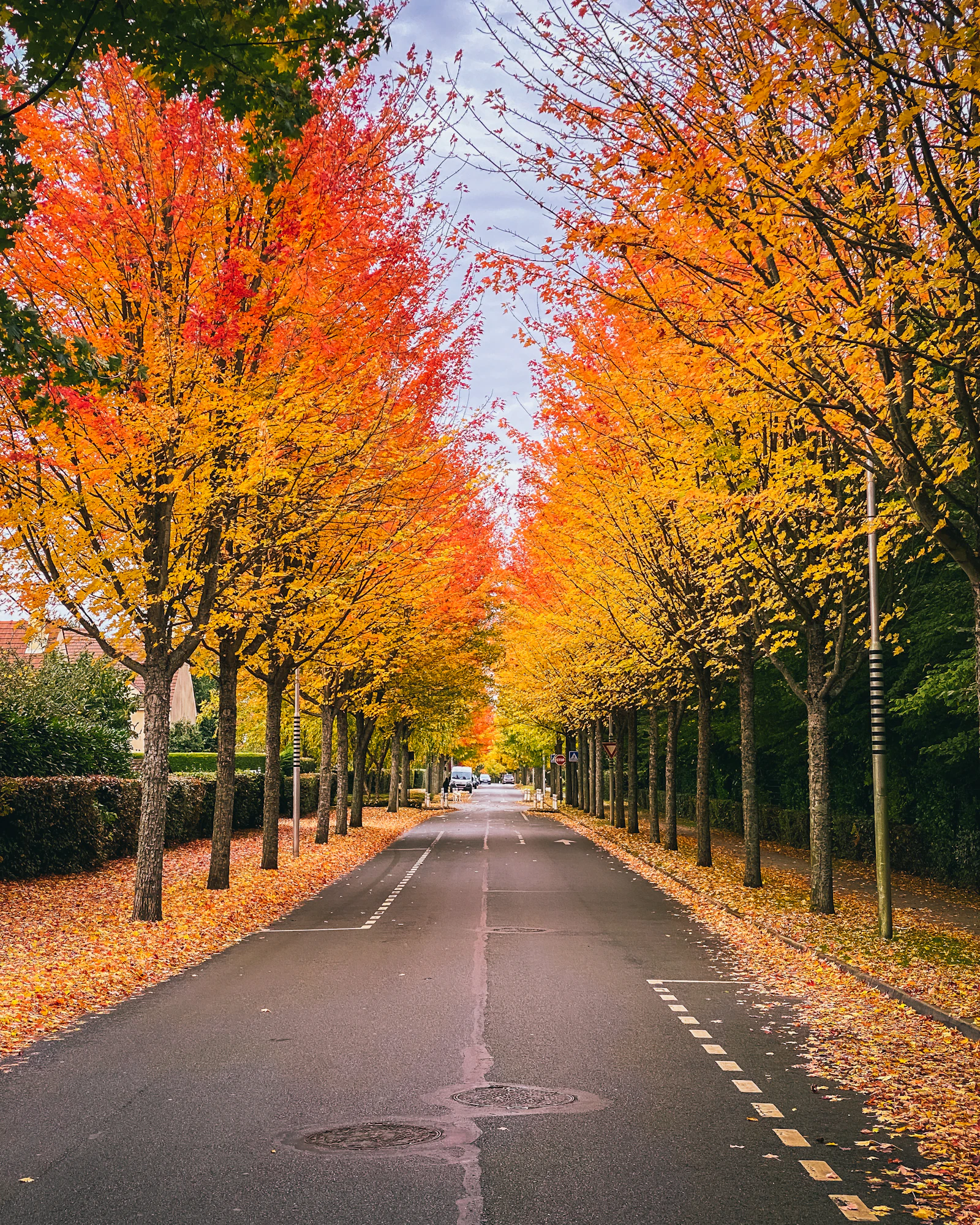 A tree-lined residential street under autumn colour.