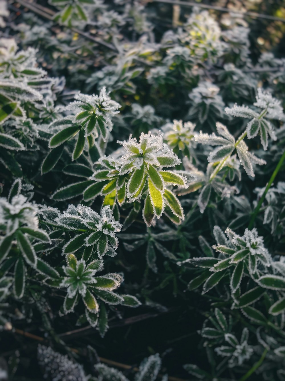 a close up of a plant with frost on it