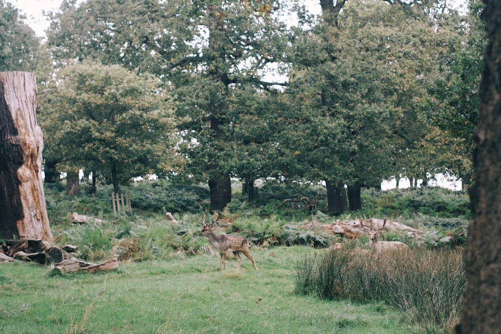 a deer is running through the grass in the woods