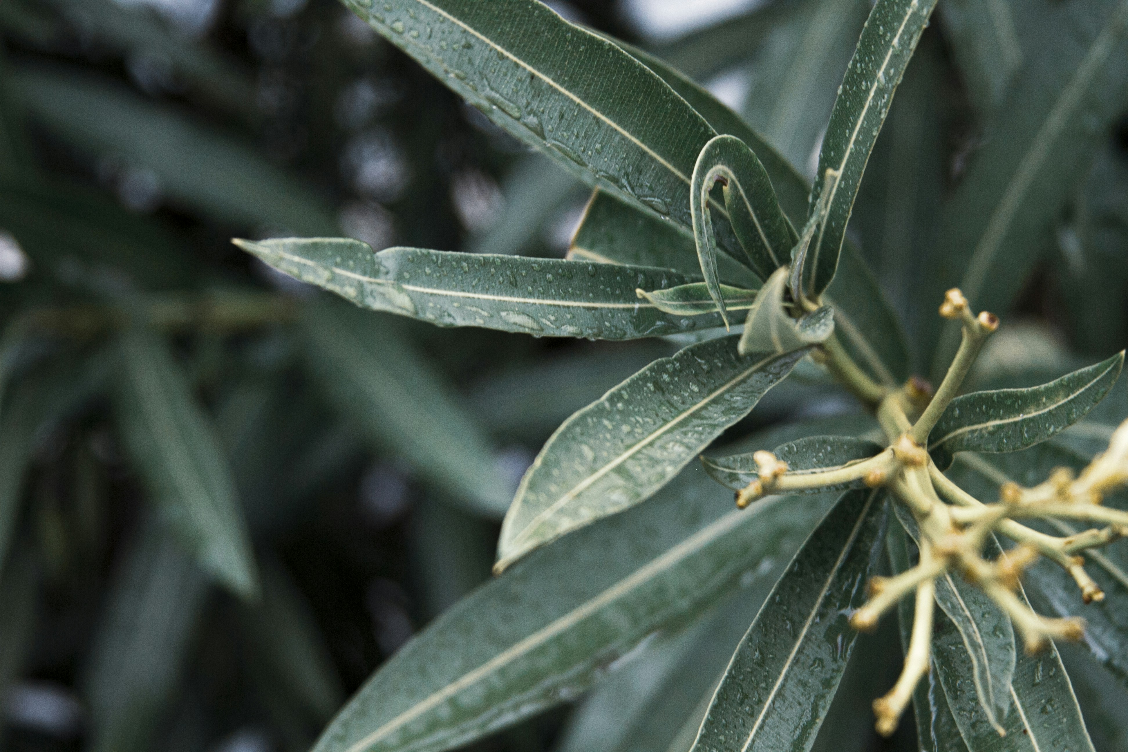 Photo by serhaterdogan