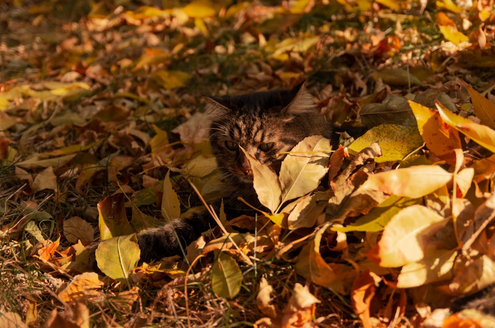 a cat that is laying down in the leaves