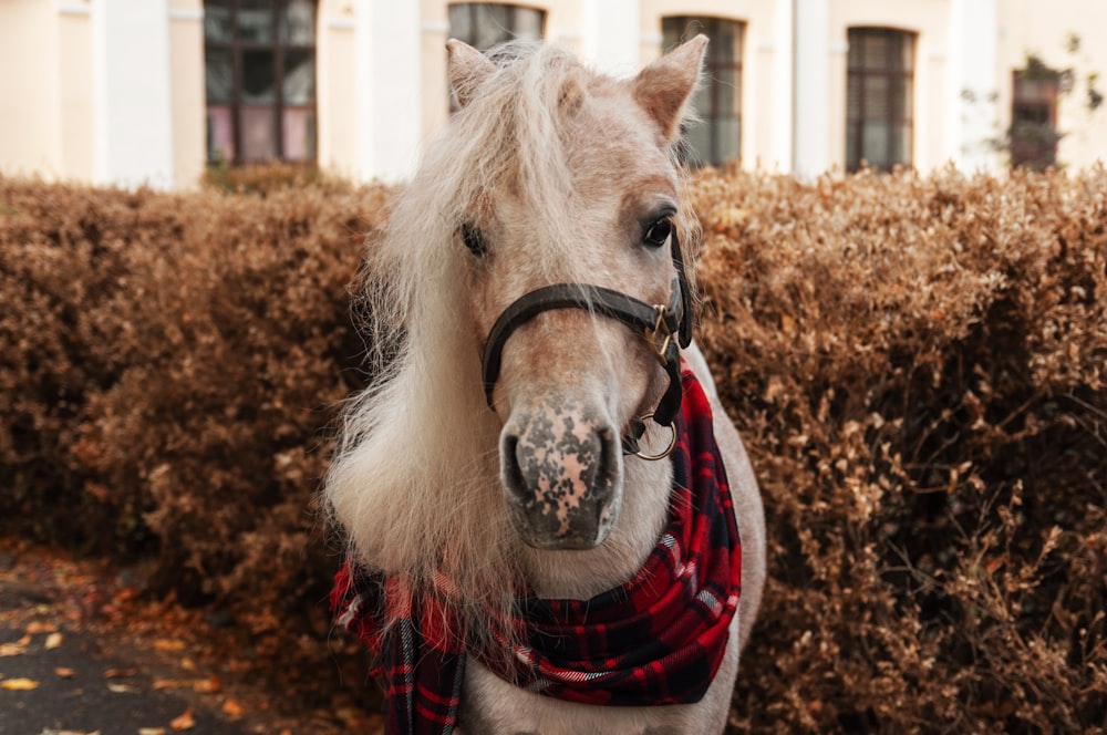 a white horse wearing a red and black blanket