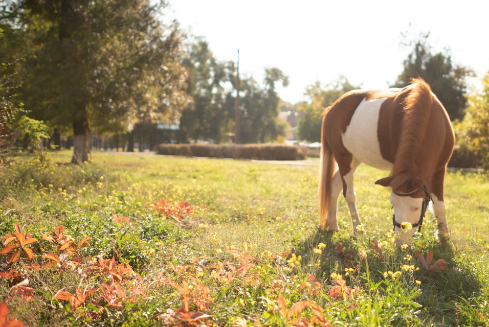 a brown and white horse eating grass in a field