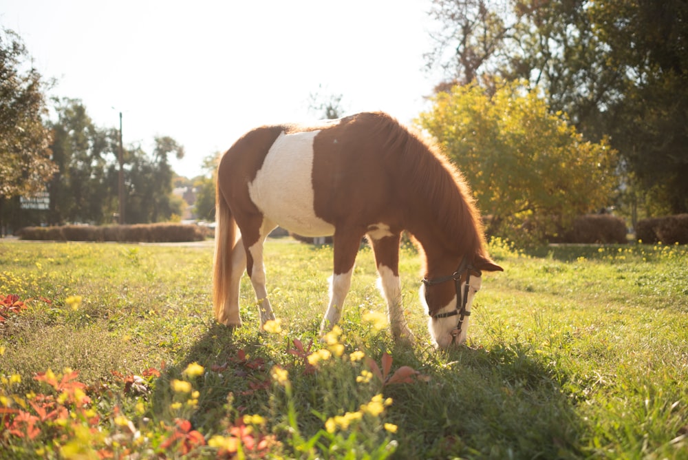 a brown and white horse eating grass in a field
