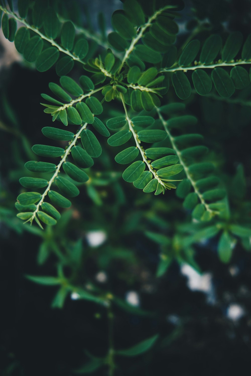 a close up of a green plant with leaves